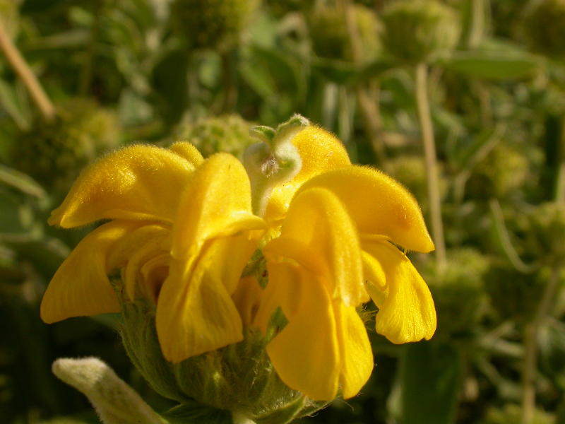 Jerusalem Sage