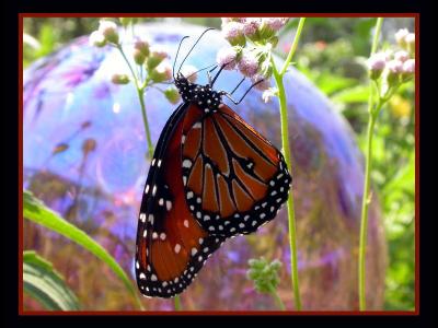 Queen Butterfly on Gregg's Mistflower