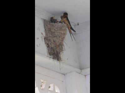 Mama Barn Swallow and three little ones