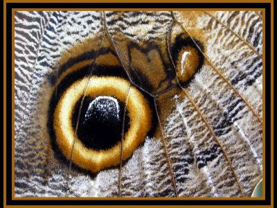 Close-up of wing of Owl butterfly