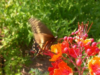 Giant Swallowtail on Pride of Barbados