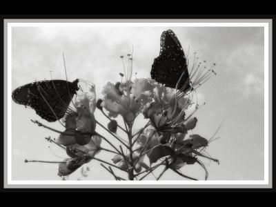 Butterfly Silhouette