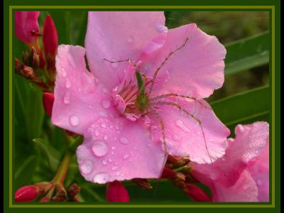 A five legged spider on an oleander