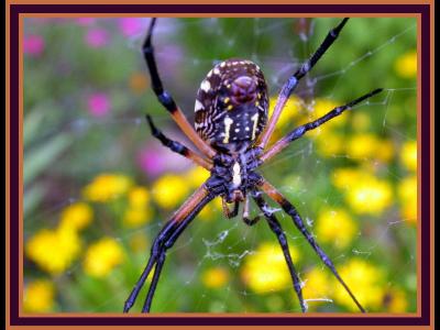 Backside of Argiope (Garden Spider)