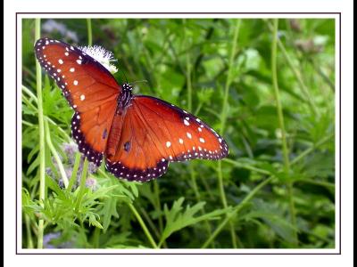 Queen butterfly, Dorsal View