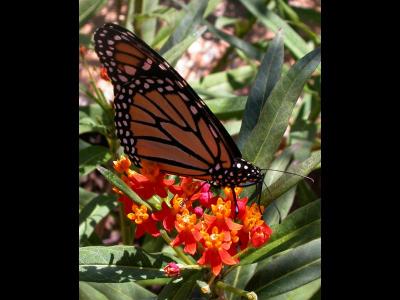 Monarch Butterfly on Tropical Milkweed