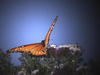 Queen Butterfly on Mistflower