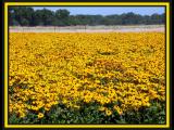 Field of Black-eyed Susan at Wildseed Fard