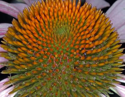 pconeflower02a.jpg