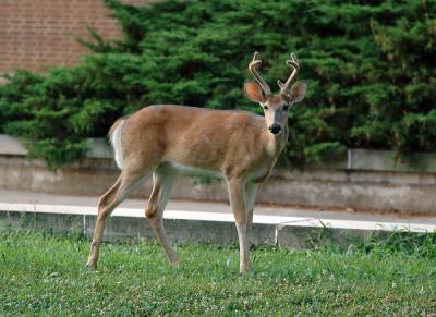 Campus Deer