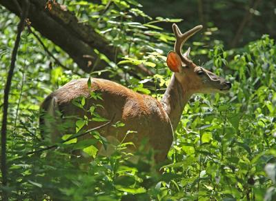 campus buck0502xa.jpg