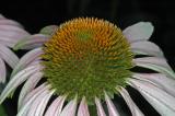 pconeflower01a.jpg