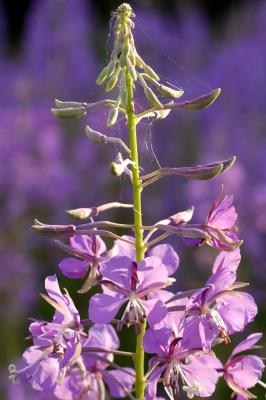 Fireweed in Morning Light