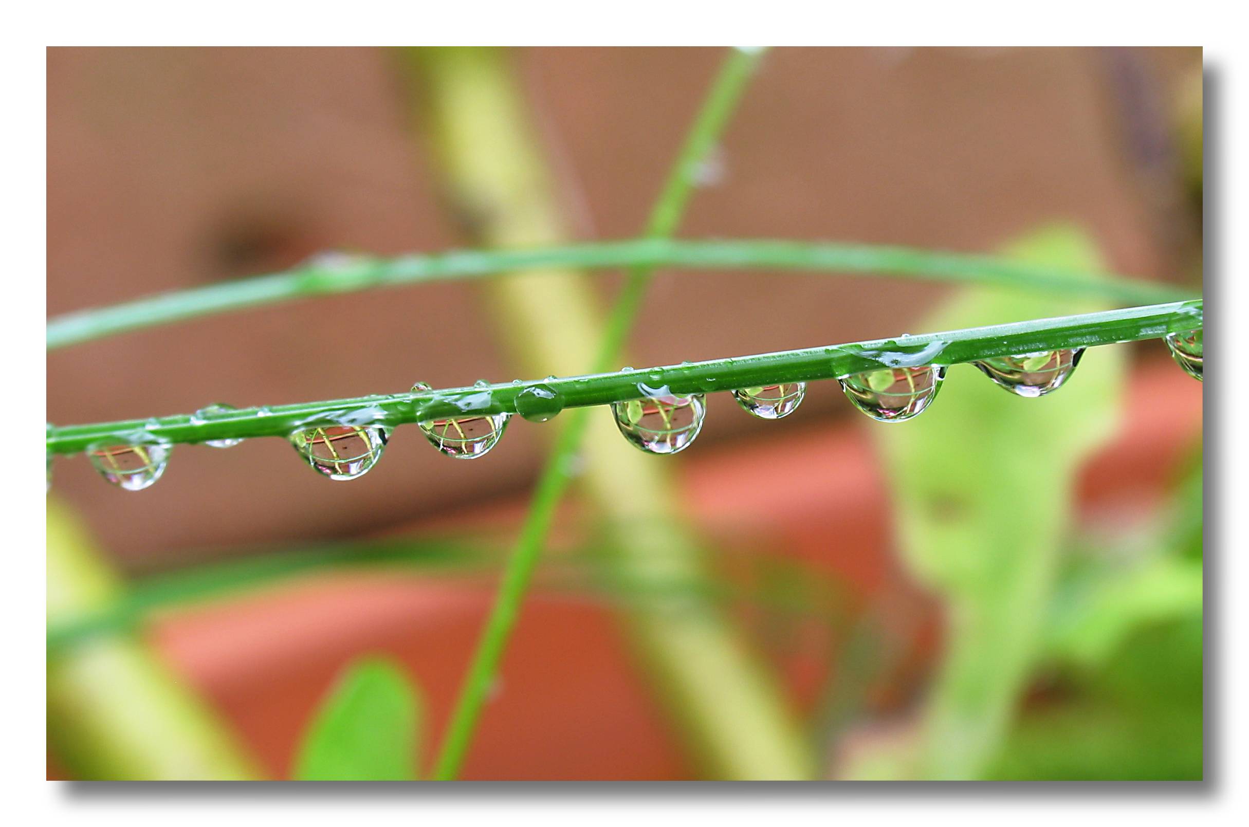 raindrops on grass