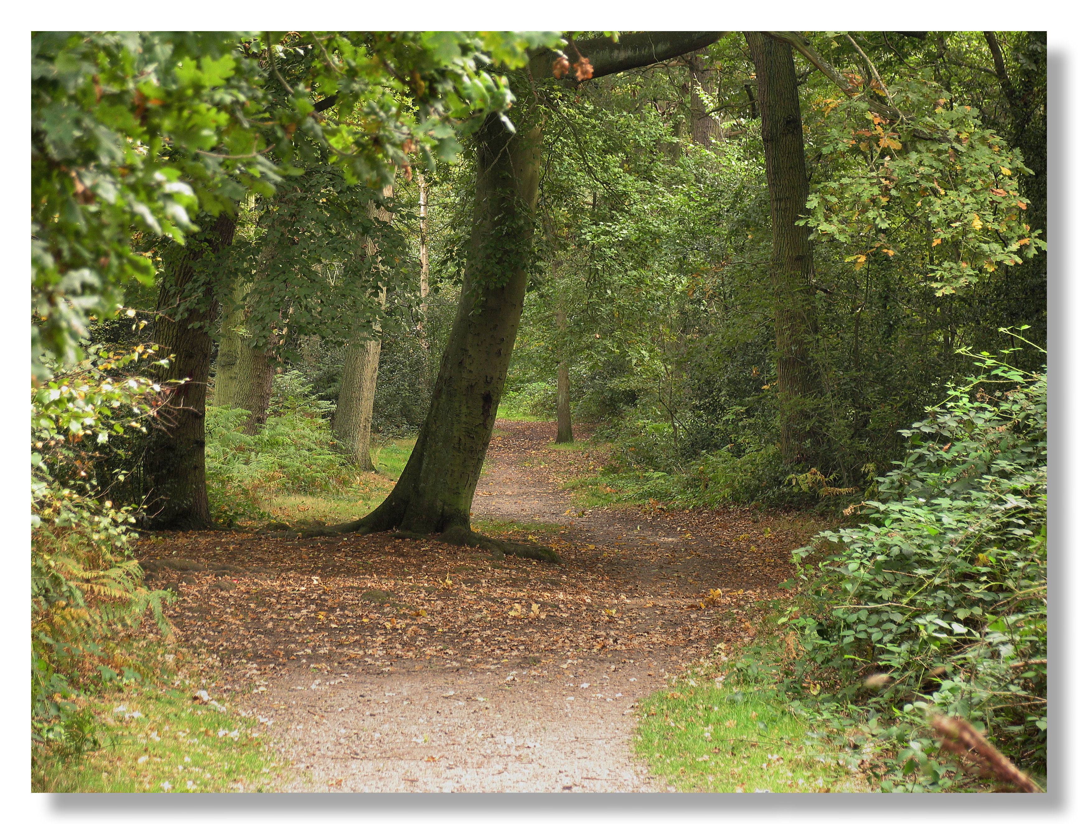 Tree in pathway