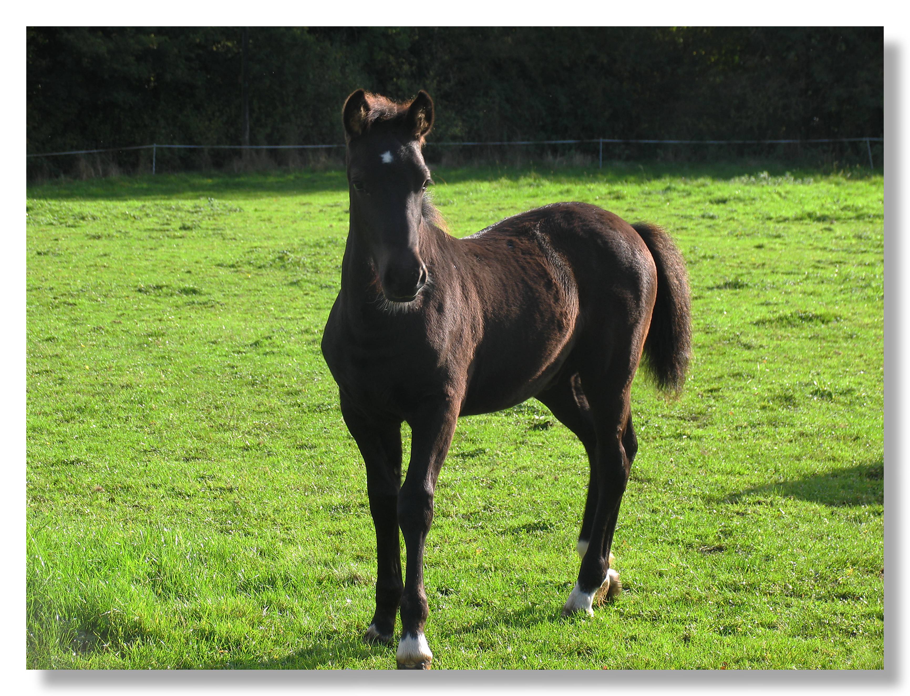 curious foal at the farm