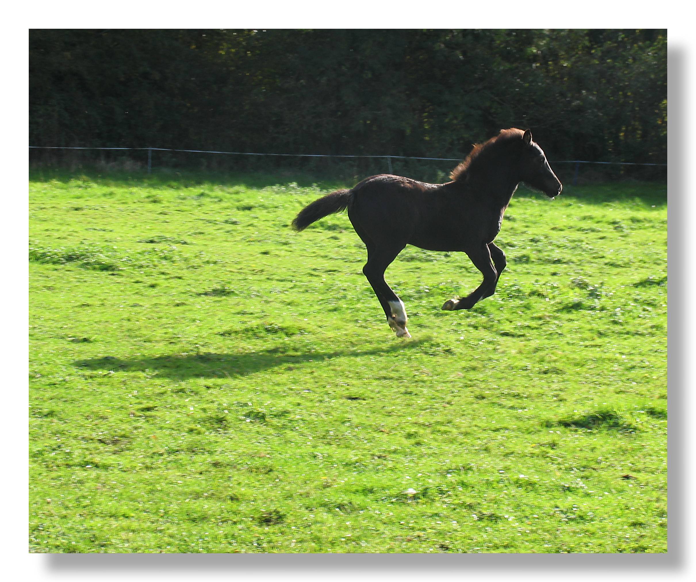 foal galloping