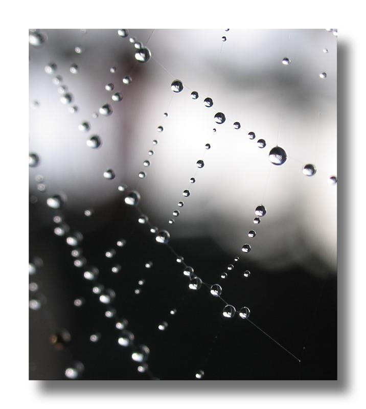 dew on web
