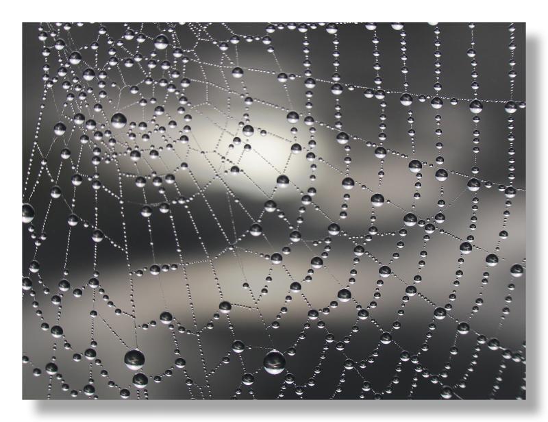 cobwebs