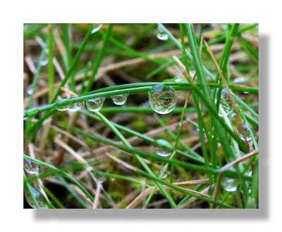 dewdrop grass