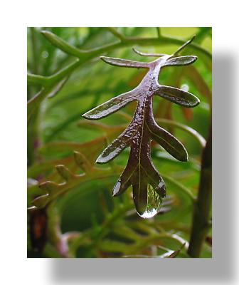 droplet on leaf