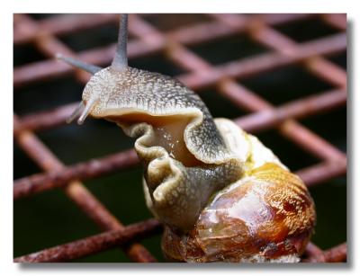 snail on its back
