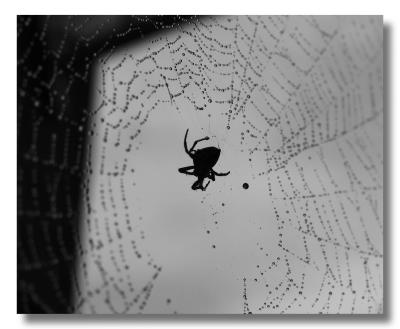 B&W web & spider