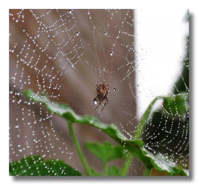 Web & Spider