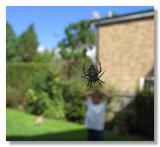 Aaargh a giant spider on my head!