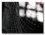shining dew