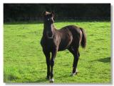 curious foal at the farm
