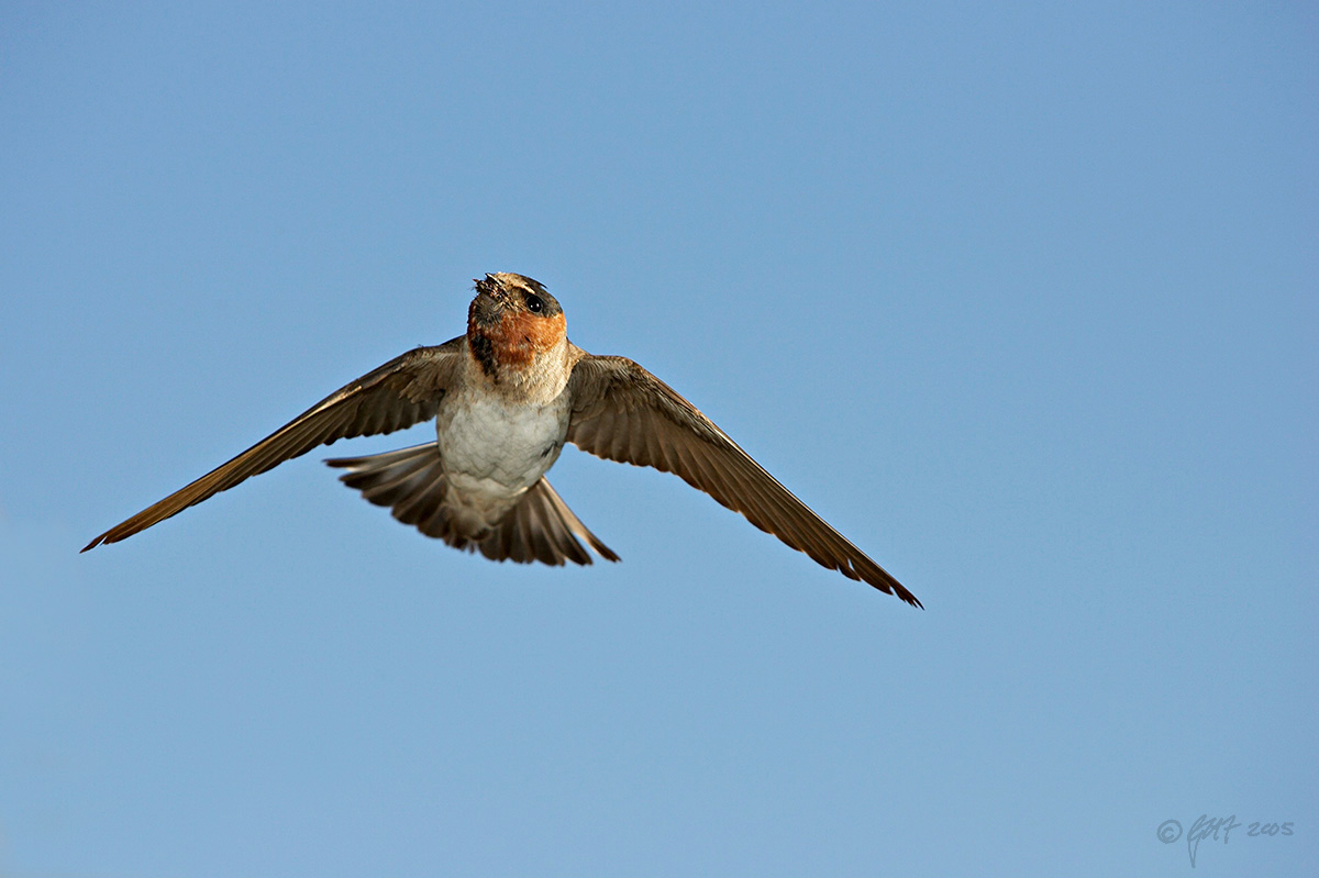Cliff swallow brings bugs to nestlings_T0L0042 rsz.jpg