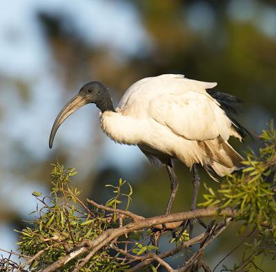 Sacred Ibis_T0L1370 rsz 650.jpg