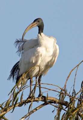 Sacred Ibis_T0L1231-1 rsz 650.jpg