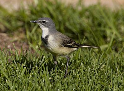 Cape wagtail Motacilla Capensis_T0L0994 rsz 650.jpg
