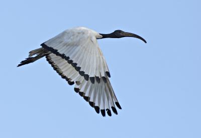 Sacred ibis_MG_3126-1 rsz.jpg
