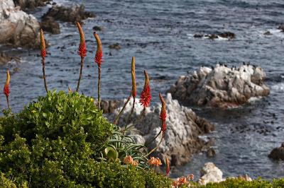 Aloes De Kelders_MG_3254rsz.jpg