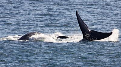 Southern right whale_T0L1701 rsz.jpg