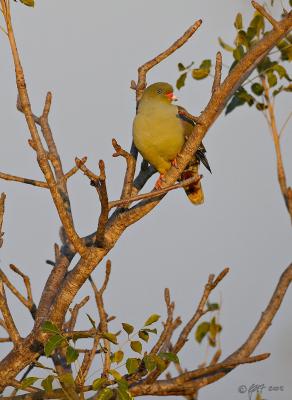 African green pigeon_T0L2636.jpg