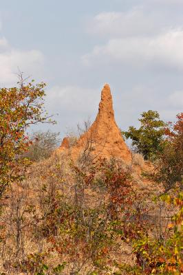 Anthill_MG_4286.jpg