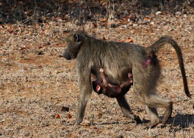 Baboon and baby_MG_4169.jpg