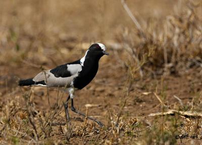 Blacksmith plover checking for hawks_T0L3084.jpg