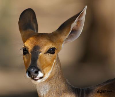 Bushbuck_T0L4399.jpg