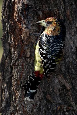 Crested barbet_MG_4231-1.jpg