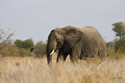 Elephant and drongo_T0L3024.jpg