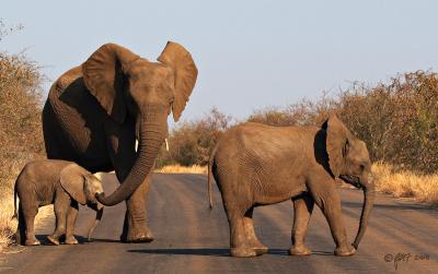 Elephant guiding calf to safety_MG_4125.jpg