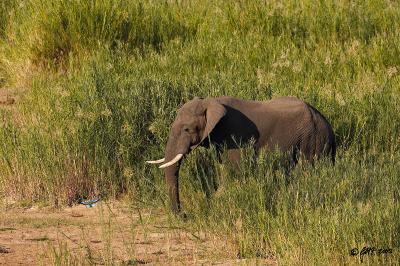 Elephant with lilacbreasted roller_T0L4575.jpg