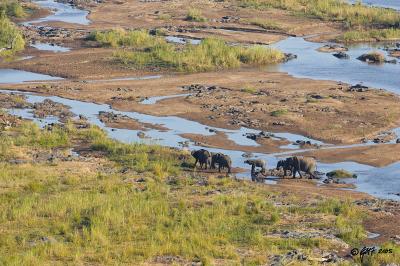 Elephants crossing the Olifants river_T0L3137.jpg