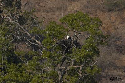 Fish eagle on nest - stacked teleconverters for 1400mm_T0L3364.jpg