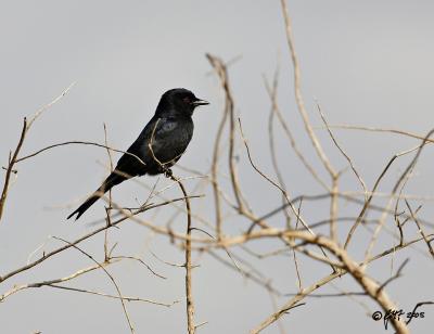 Forktailed drongo_T0L3048.jpg